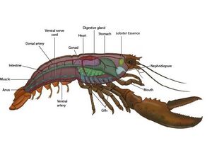 Lobster Essence Diagram.jpg