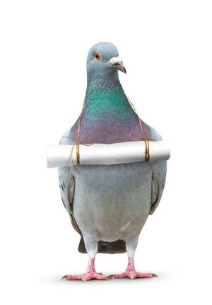 MessengerPigeon.jpg