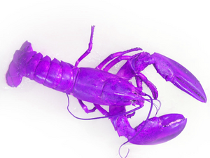 Purple Lobster.png